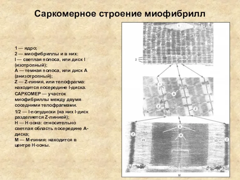 Саркомерное строение миофибрилл 1 — ядро; 2 — миофибриллы и