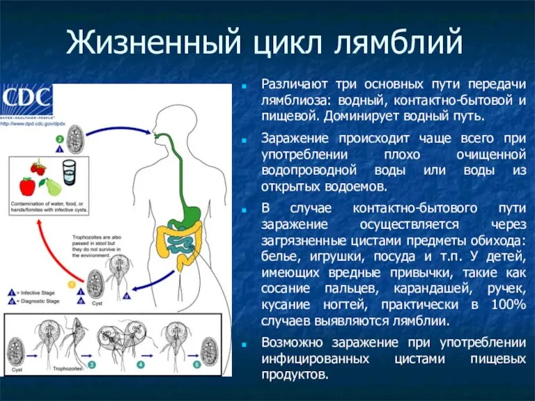 Жизненный цикл лямблий Различают три основных пути передачи лямблиоза: водный,