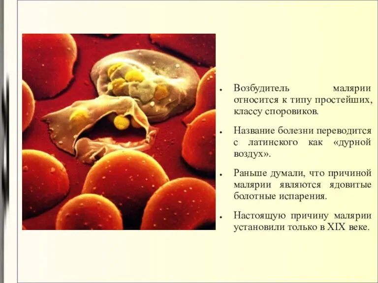 Возбудитель малярии относится к типу простейших, классу споровиков. Название болезни