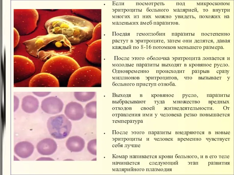 Если посмотреть под микроскопом эритроциты больного малярией, то внутри многих