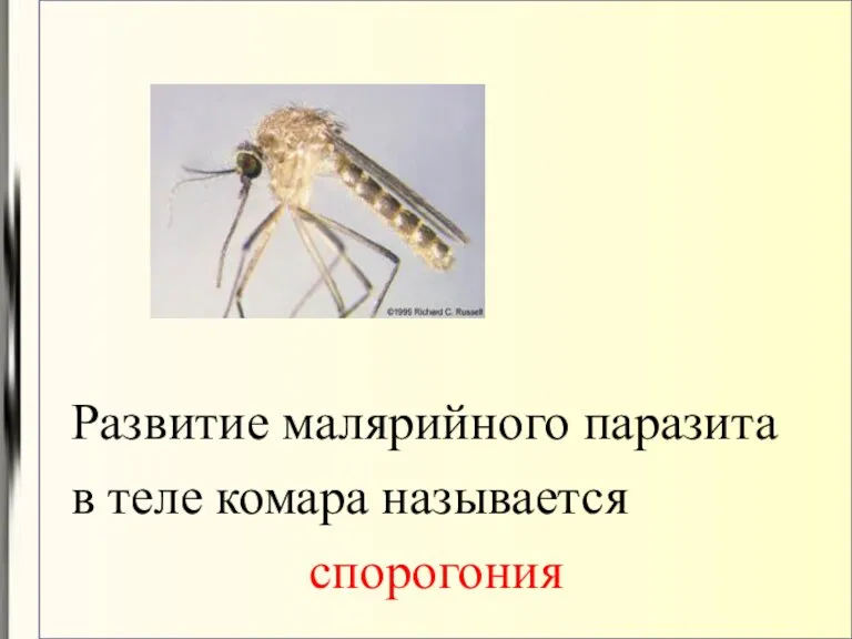 Развитие малярийного паразита в теле комара называется спорогония