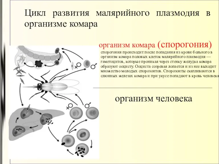 Цикл развития малярийного плазмодия в организме комара организм комара (спорогония)