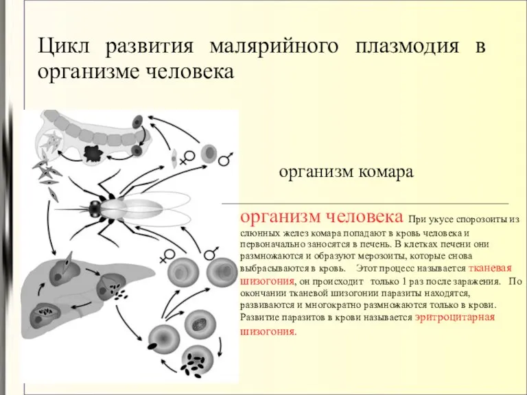 Цикл развития малярийного плазмодия в организме человека организм комара ________________________________________________________