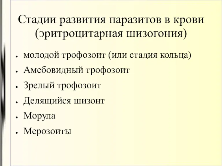 Стадии развития паразитов в крови (эритроцитарная шизогония)‏ молодой трофозоит (или