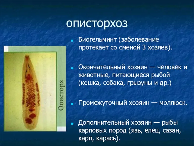 описторхоз Биогельминт (заболевание протекает со сменой 3 хозяев). Окончательный хозяин