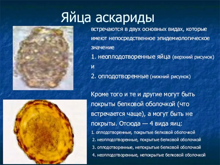 Яйца аскариды встречаются в двух основных видах, которые имеют непосредственное