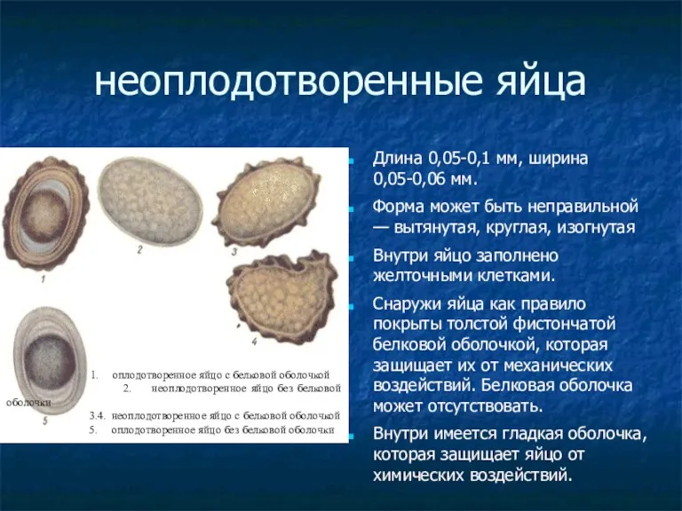 неоплодотворенные яйца Длина 0,05-0,1 мм, ширина 0,05-0,06 мм. Форма может