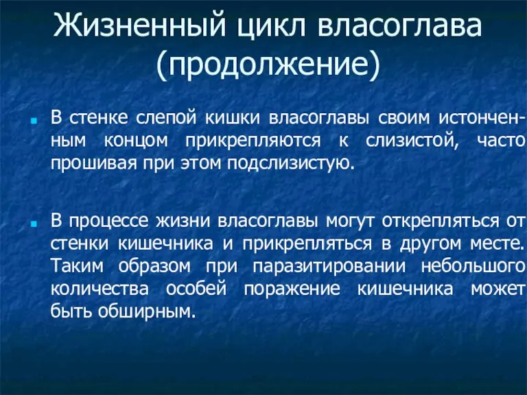 Жизненный цикл власоглава (продолжение)‏ В стенке слепой кишки власоглавы своим