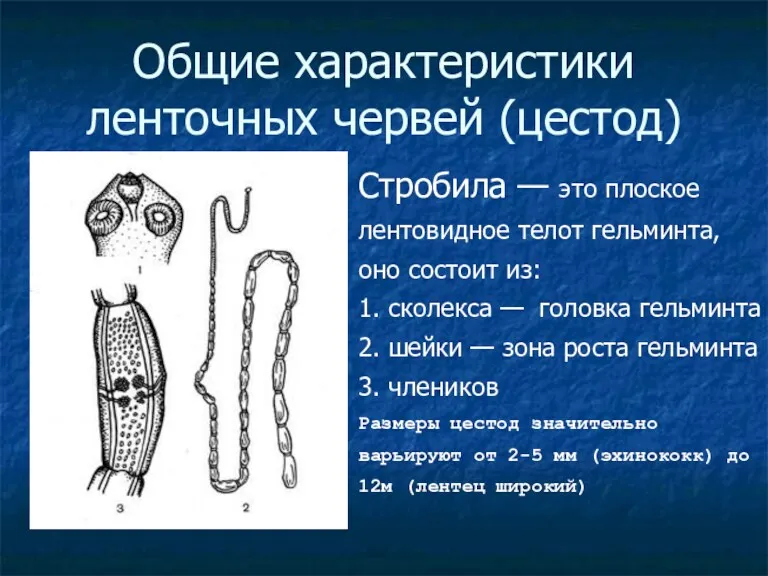 Общие характеристики ленточных червей (цестод)‏ Стробила — это плоское лентовидное