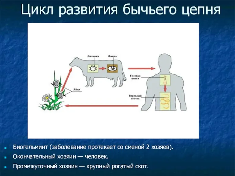 Цикл развития бычьего цепня Биогельминт (заболевание протекает со сменой 2