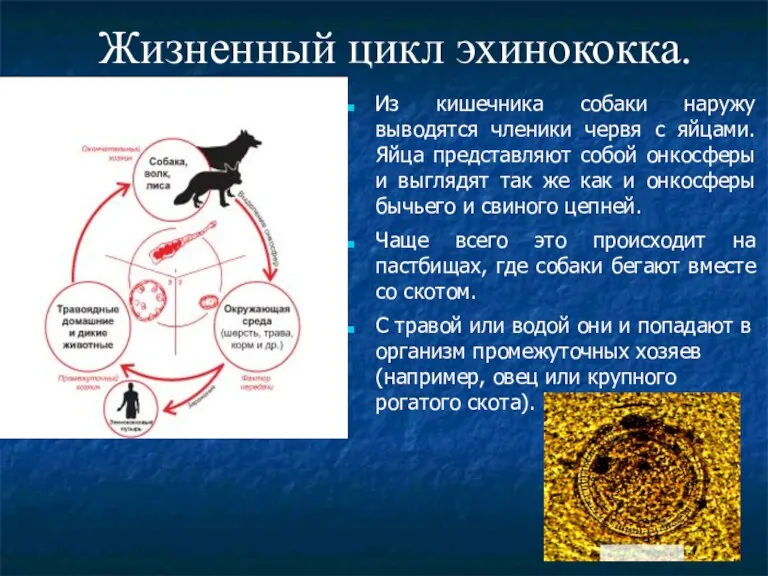 Жизненный цикл эхинококка. Из кишечника собаки наружу выводятся членики червя