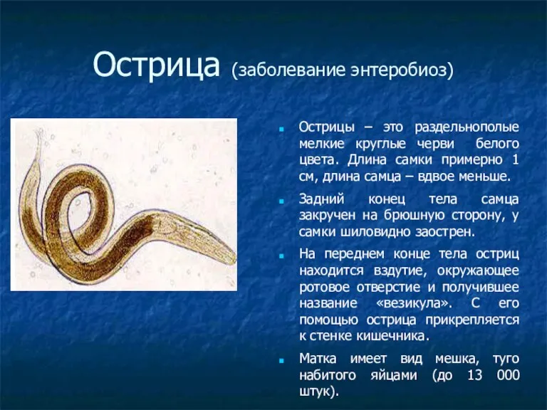 Острица (заболевание энтеробиоз)‏ Острицы – это раздельнополые мелкие круглые черви