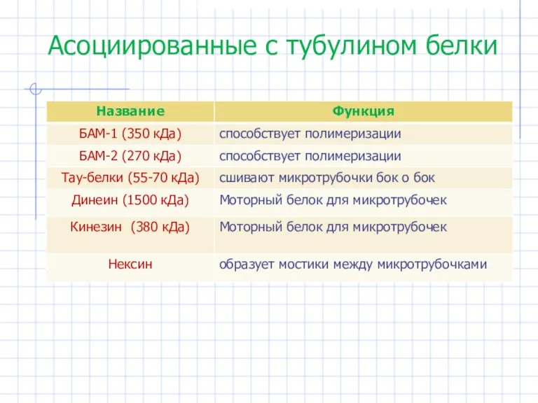 Асоциированные с тубулином белки