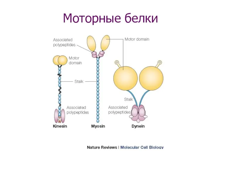 Моторные белки