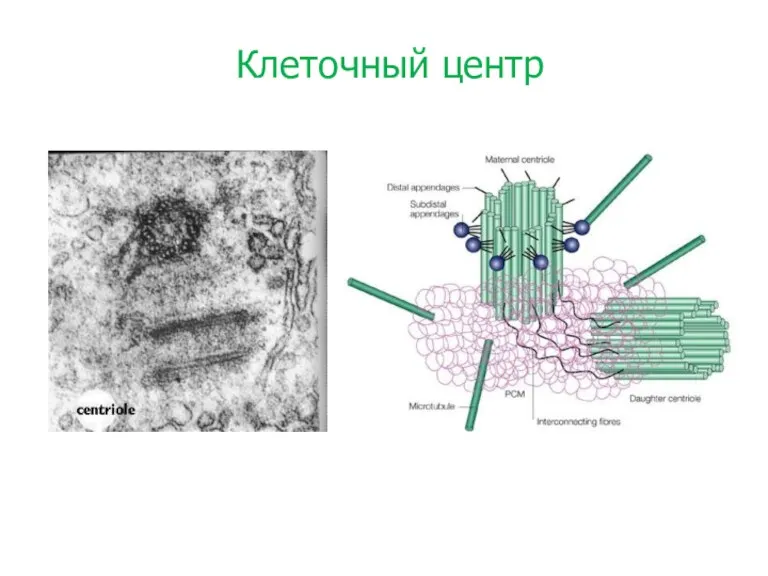 Клеточный центр