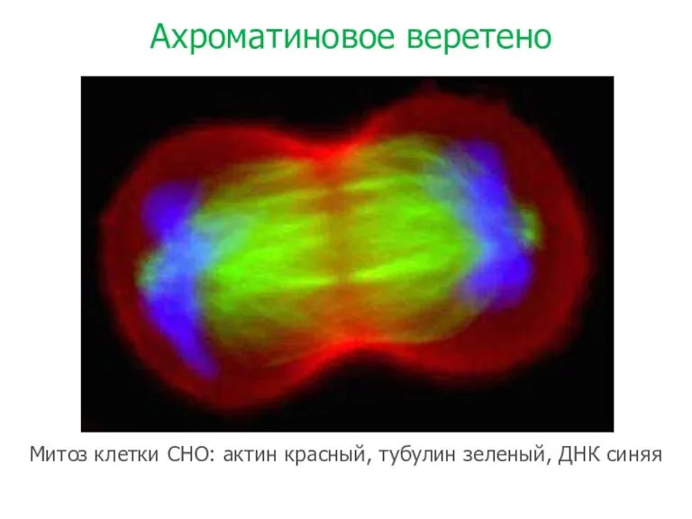 Ахроматиновое веретено Митоз клетки CHO: актин красный, тубулин зеленый, ДНК синяя