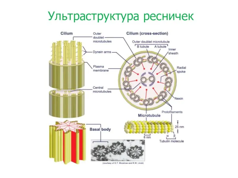 Ультраструктура ресничек