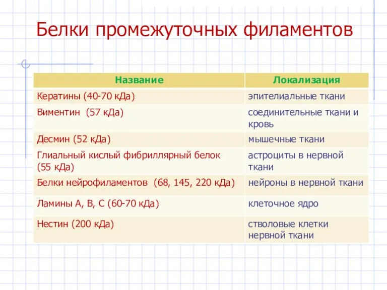 Белки промежуточных филаментов