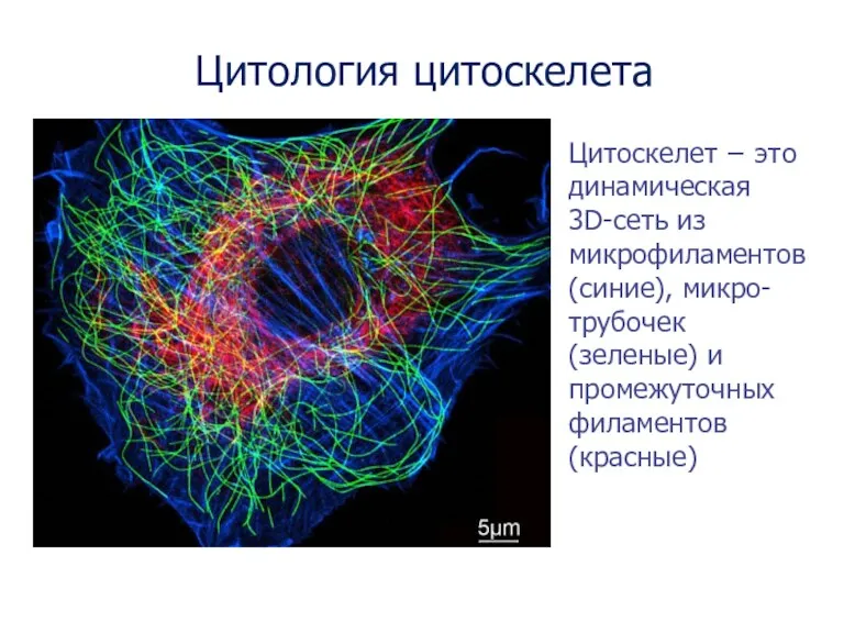 Цитология цитоскелета Цитоскелет − это динамическая 3D-сеть из микрофиламентов (синие),