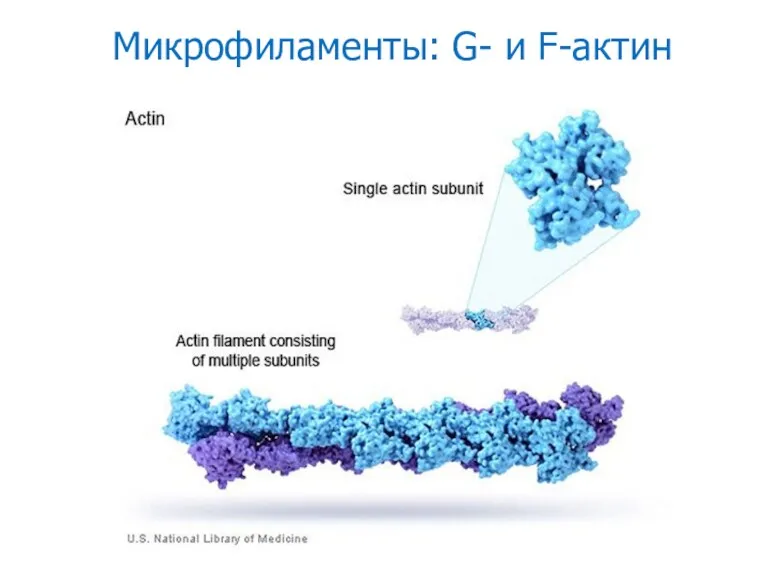 Микрофиламенты: G- и F-актин