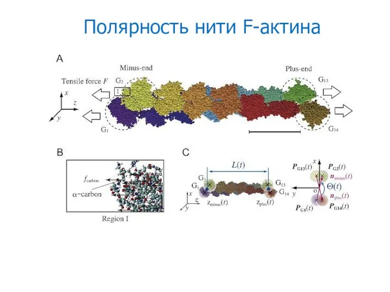 Полярность нити F-актина