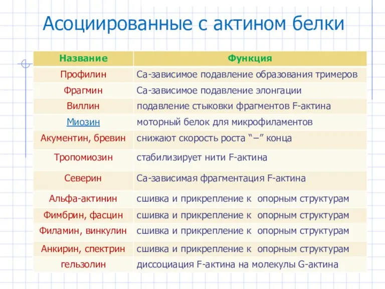 Асоциированные с актином белки