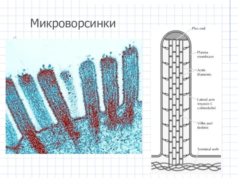 Микроворсинки