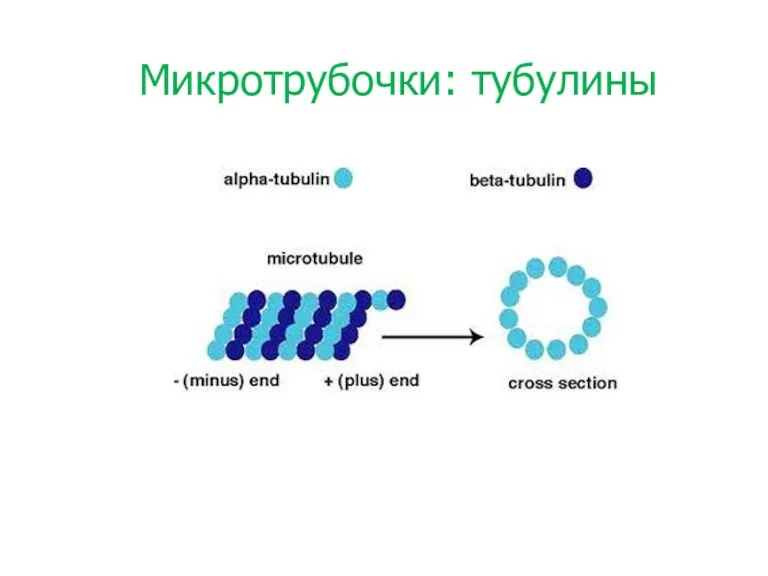 Микротрубочки: тубулины