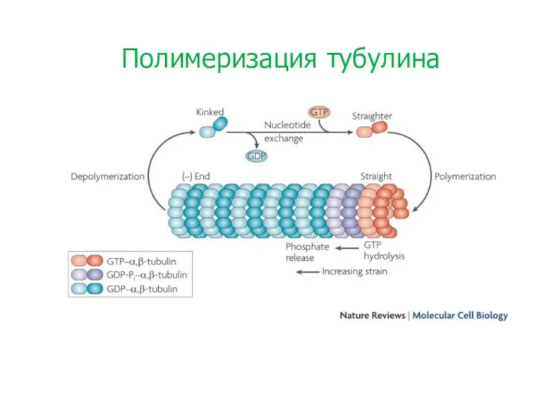 Полимеризация тубулина