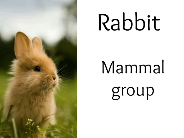 Rabbit Mammal group