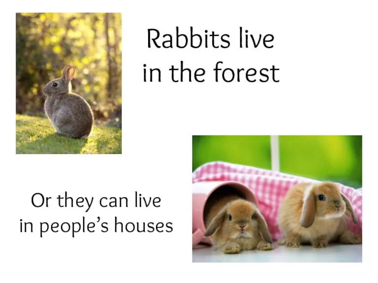 Rabbits live in the forest Or they can live in people’s houses