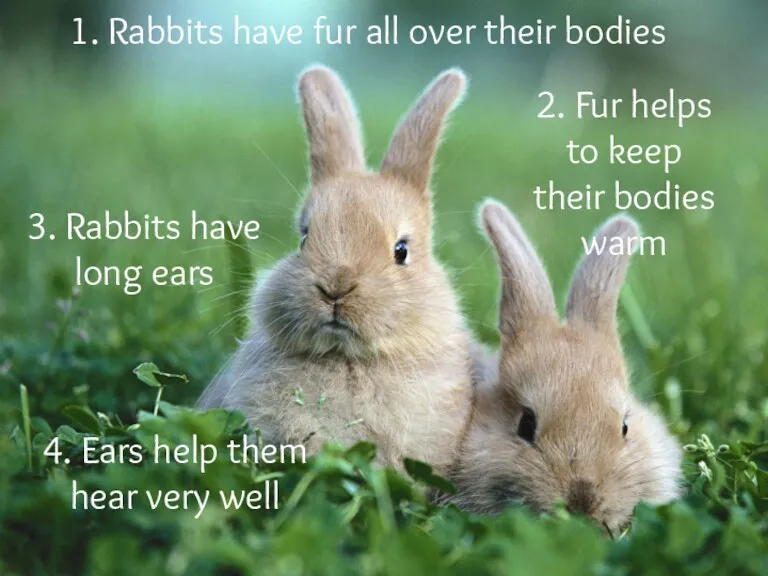 1. Rabbits have fur all over their bodies 3. Rabbits
