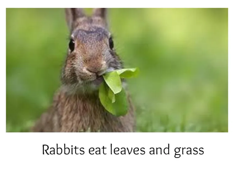 Rabbits eat leaves and grass