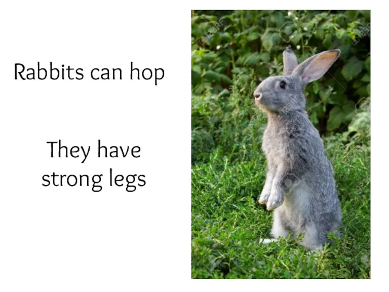 Rabbits can hop They have strong legs