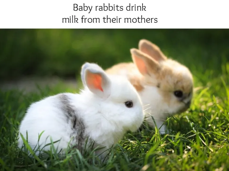 Baby rabbits drink milk from their mothers