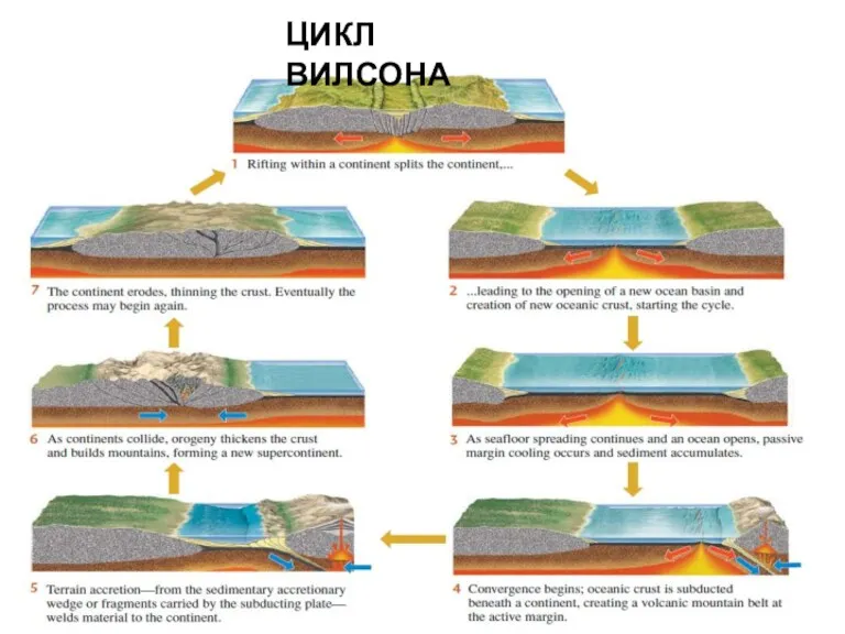 ЦИКЛ ВИЛСОНА