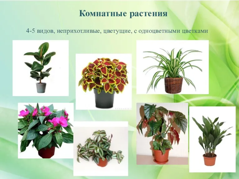 Комнатные растения 4-5 видов, неприхотливые, цветущие, с одноцветными цветками