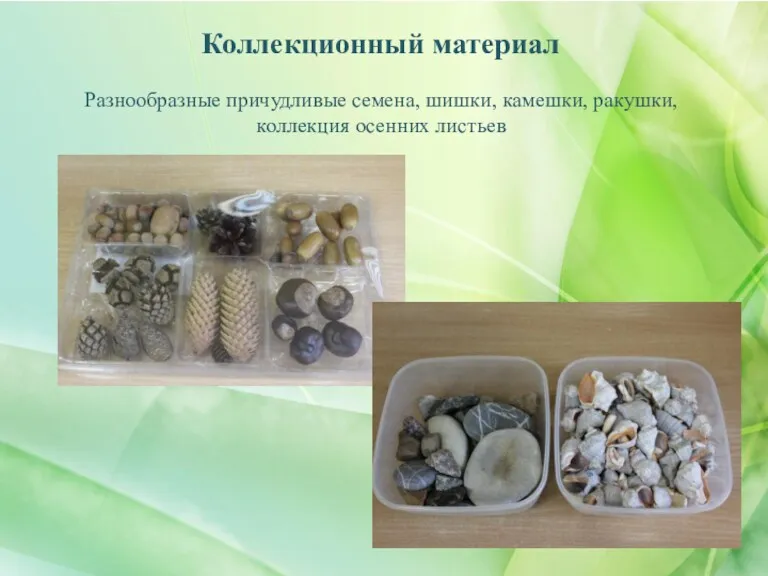 Коллекционный материал Разнообразные причудливые семена, шишки, камешки, ракушки, коллекция осенних листьев