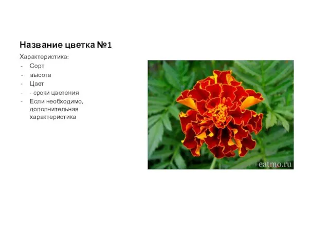 Название цветка №1 Характеристика: Сорт - высота Цвет - сроки цветения Если необходимо, дополнительная характеристика