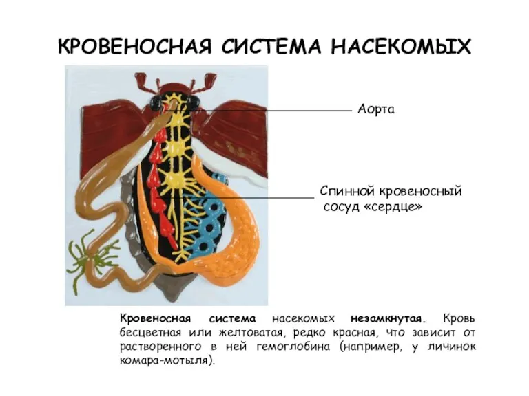 Кровеносная система насекомых незамкнутая. Кровь бесцветная или желтоватая, редко красная, что зависит от