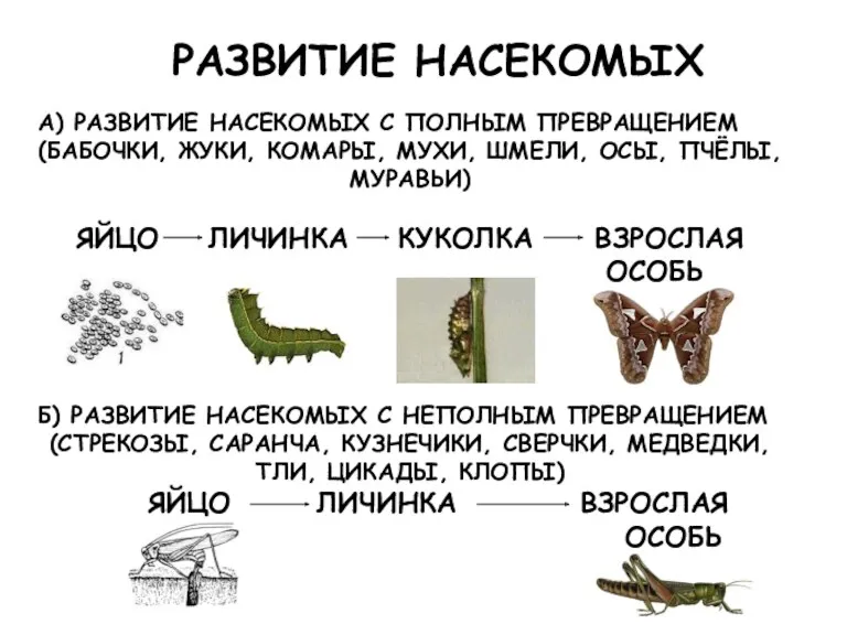 РАЗВИТИЕ НАСЕКОМЫХ А) РАЗВИТИЕ НАСЕКОМЫХ С ПОЛНЫМ ПРЕВРАЩЕНИЕМ (БАБОЧКИ, ЖУКИ, КОМАРЫ, МУХИ, ШМЕЛИ,