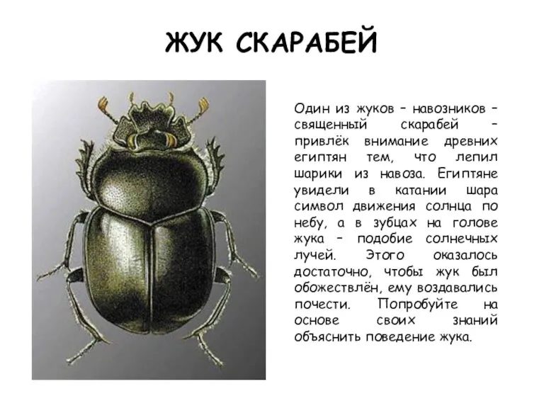 ЖУК СКАРАБЕЙ Один из жуков – навозников – священный скарабей – привлёк внимание