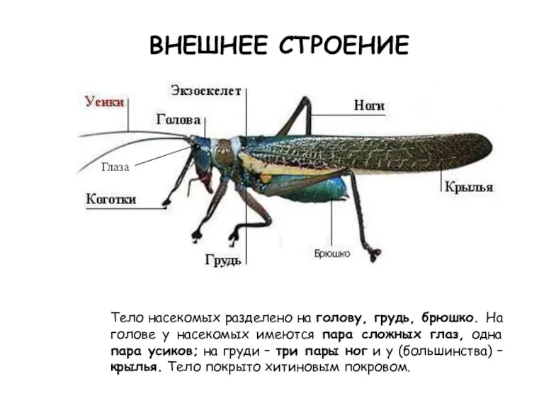 ВНЕШНЕЕ СТРОЕНИЕ Тело насекомых разделено на голову, грудь, брюшко. На