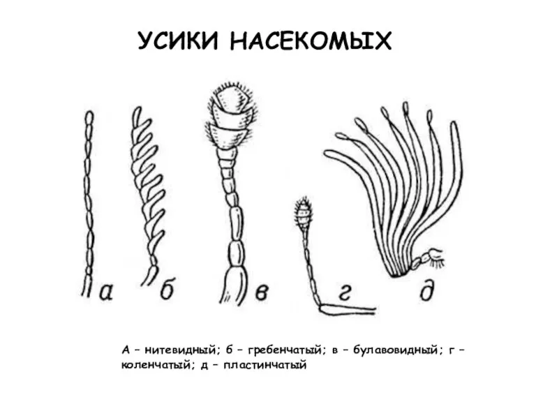 А – нитевидный; б – гребенчатый; в – булавовидный; г – коленчатый; д