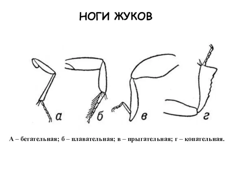 НОГИ ЖУКОВ А – бегательная; б – плавательная; в – прыгательная; г – копательная.