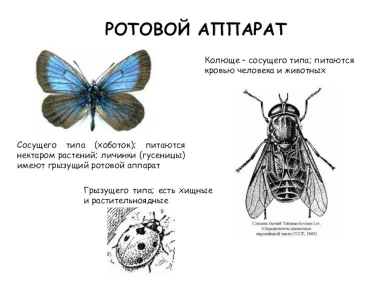 РОТОВОЙ АППАРАТ Грызущего типа; есть хищные и растительноядные Сосущего типа (хоботок); питаются нектаром