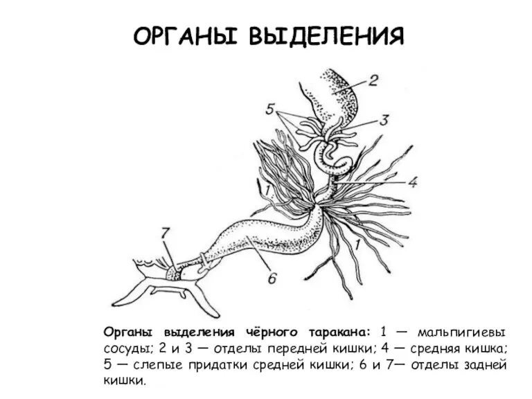 Органы выделения чёрного таракана: 1 — мальпигиевы сосуды; 2 и 3 — отделы