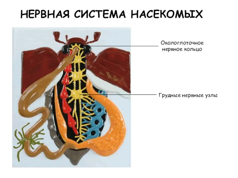 НЕРВНАЯ СИСТЕМА НАСЕКОМЫХ Окологлоточное нервное кольцо Грудные нервные узлы