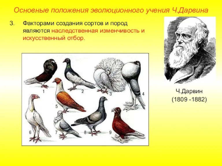 Основные положения эволюционного учения Ч.Дарвина Ч.Дарвин (1809 -1882) Факторами создания сортов и пород