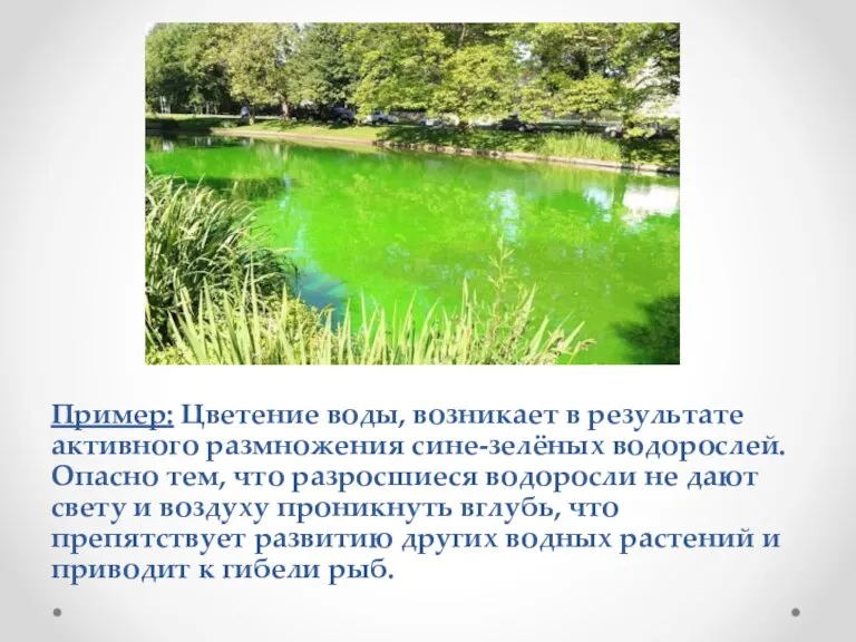 Пример: Цветение воды, возникает в результате активного размножения сине-зелёных водорослей.